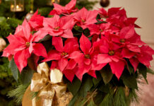 Όσα πρέπει να ξέρετε για την σωστή επιλογή και την φροντίδα του αλεξανδρινού